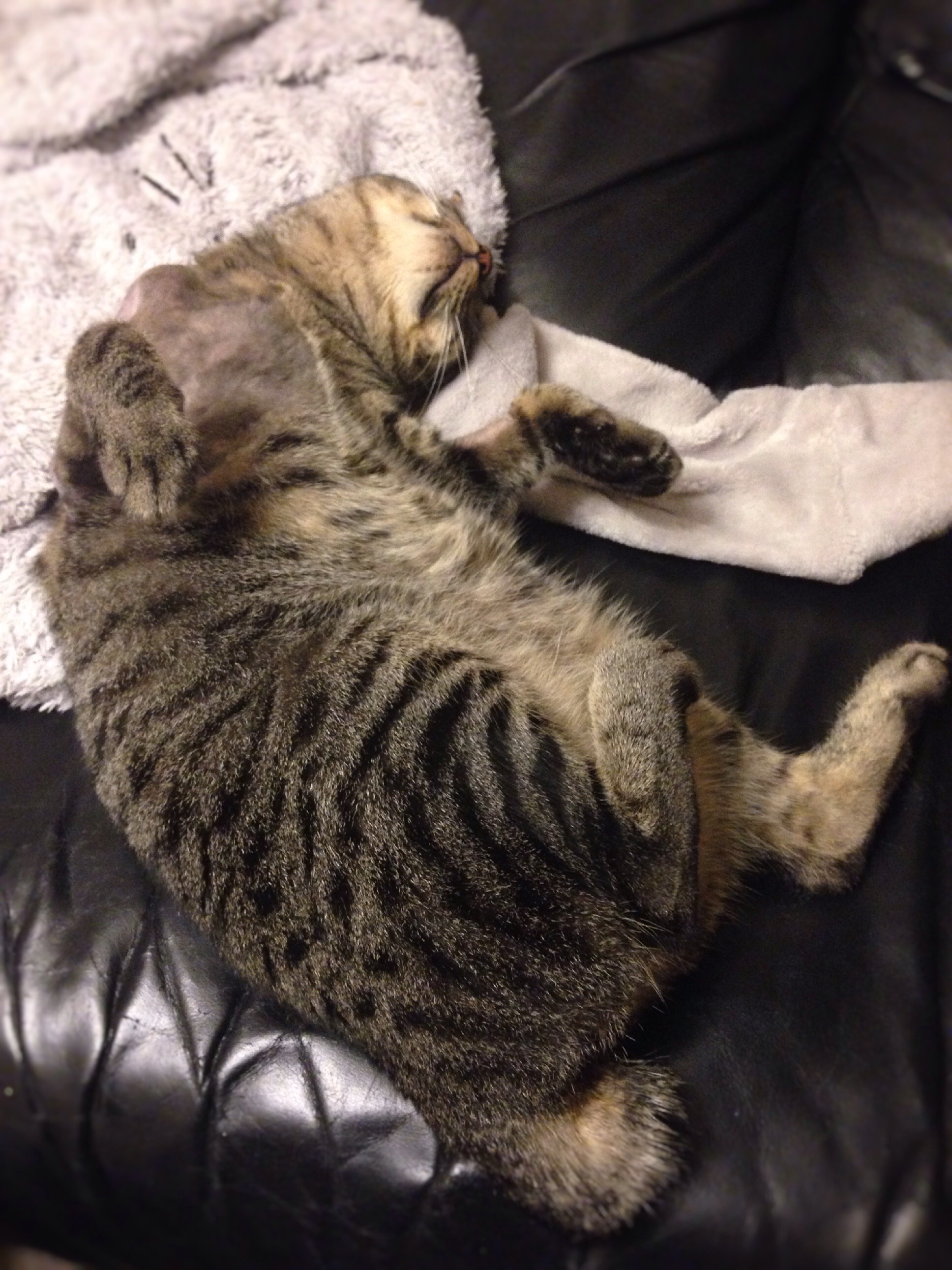 はげたきなこ - 年賀状やフォトブックなどネット印刷のブログ ...