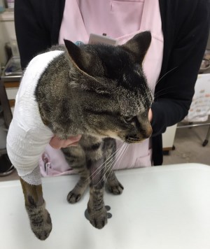 猫が骨折！治療費10万超えで倒れそうになった事件 - いけだクオリティ